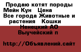 Продаю котят породы Мейн Кун › Цена ­ 12 000 - Все города Животные и растения » Кошки   . Ненецкий АО,Выучейский п.